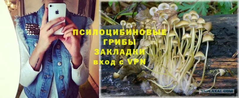 Галлюциногенные грибы Psilocybe  Адыгейск 